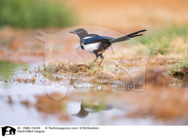 Elster / black-billed magpie / DMS-16246