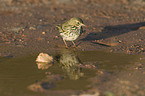 meadow pipit