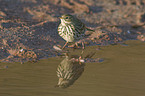 meadow pipit