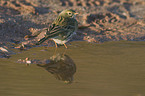 meadow pipit