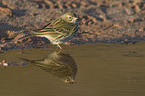 meadow pipit