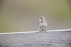 meadow pipit
