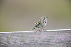 meadow pipit