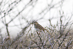 meadow pipit