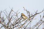 meadow pipit