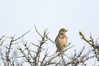meadow pipit