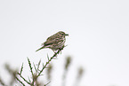 meadow pipit