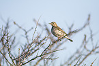 meadow pipit