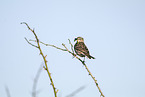 meadow pipit