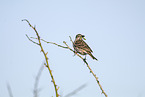 meadow pipit