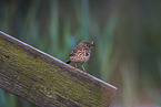 meadow pipit