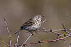 meadow pipit