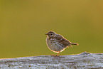 Meadow pipit