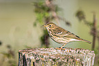 Meadow Pipit