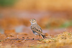 meadow pipit