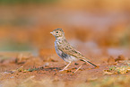meadow pipit
