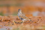 meadow pipit