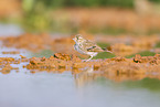 meadow pipit