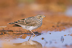 meadow pipit