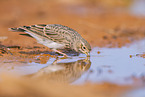 meadow pipit