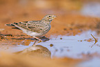 meadow pipit