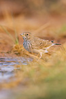 meadow pipit