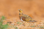 pin-tailed sandgrouse