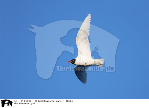 Schwarzkopfmwe / Mediterranean gull / THA-09390
