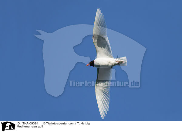 Schwarzkopfmwe / Mediterranean gull / THA-09391