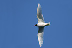 Mediterranean gull