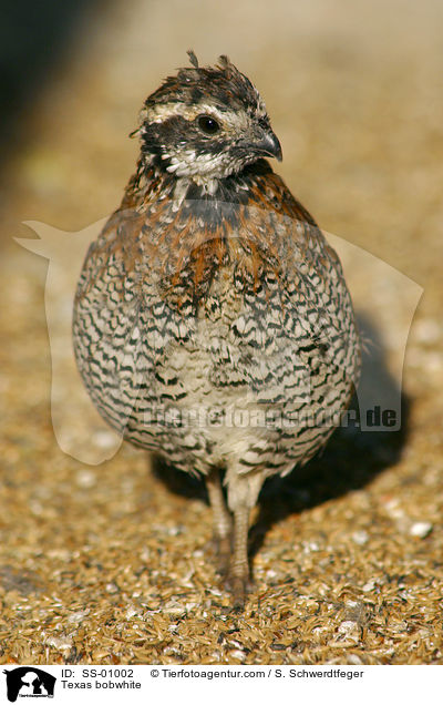 Mexikanische Baumwachtel / Texas bobwhite / SS-01002