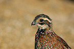 Texas bobwhite Portrait