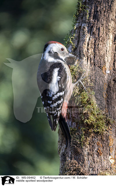 Mittelspecht / middle spotted woodpecker / WS-09462
