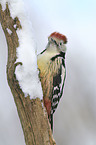 middle spotted woodpecker