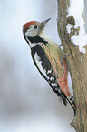 middle spotted woodpecker