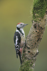 middle spotted woodpecker