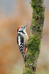 middle spotted woodpecker