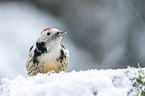 middle spotted woodpecker