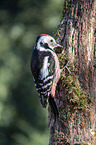 middle spotted woodpecker