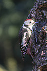 middle spotted woodpecker