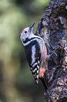 middle spotted woodpecker