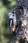 middle spotted woodpecker