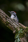 middle spotted woodpecker