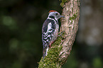 middle spotted woodpecker