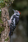 middle spotted woodpecker