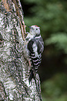 middle spotted woodpecker