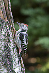 middle spotted woodpecker