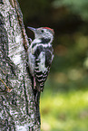 middle spotted woodpecker