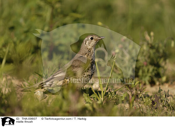 Misteldrossel / mistle thrush / THA-09607