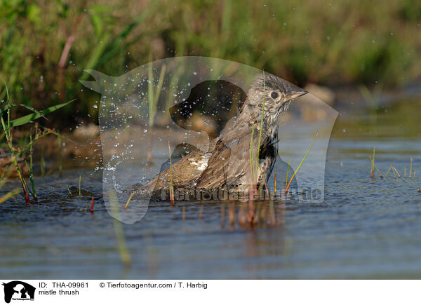 mistle thrush / THA-09961
